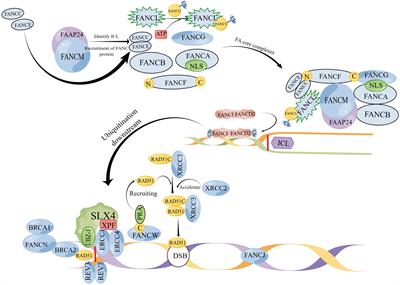 Frontiers Research Progress On The Fanconi Anemia Signaling Pathway